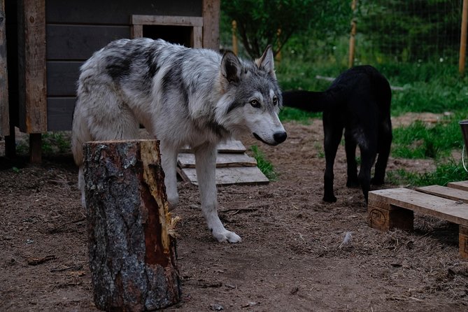 Meet Taivas & the Arctic Wolves - Private Tour - Why wolf behavior is the real lesson