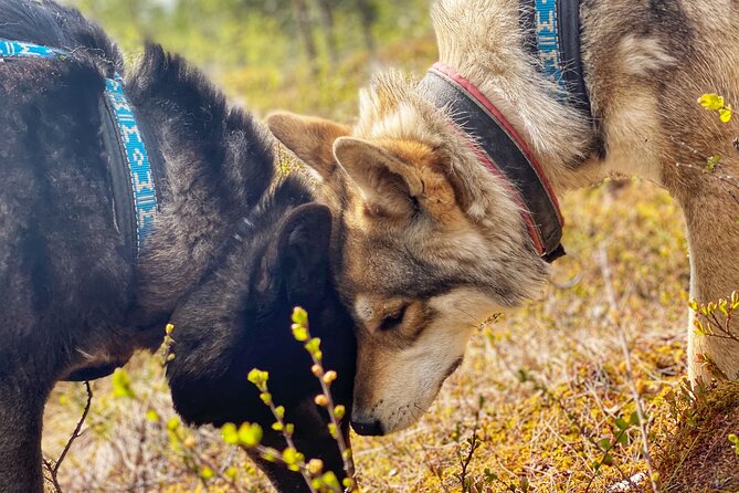 Meet Taivas & the Arctic Wolves - Private Tour - Goats, chickens, and daily life in Lapland