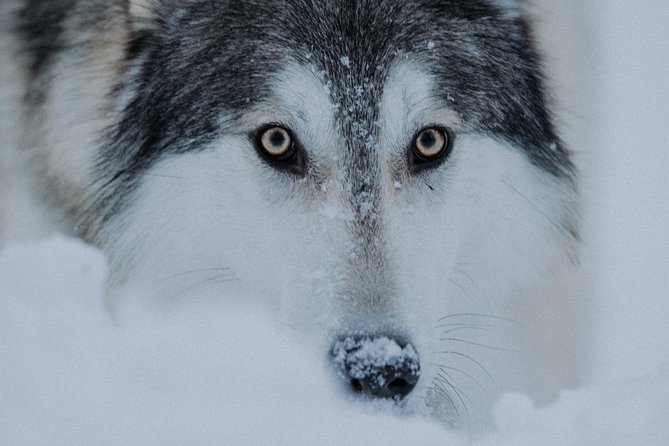 Meet Taivas & the Arctic Wolves - Private Tour - Age rules and family planning