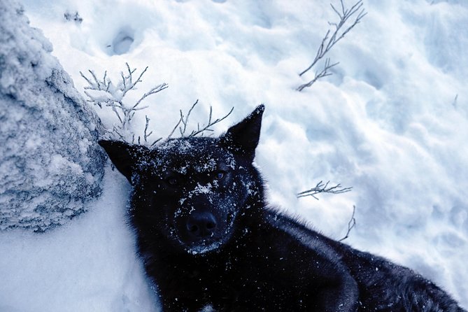 Meet Taivas & the Arctic Wolves - Private Tour - Is $311.87 per person good value?