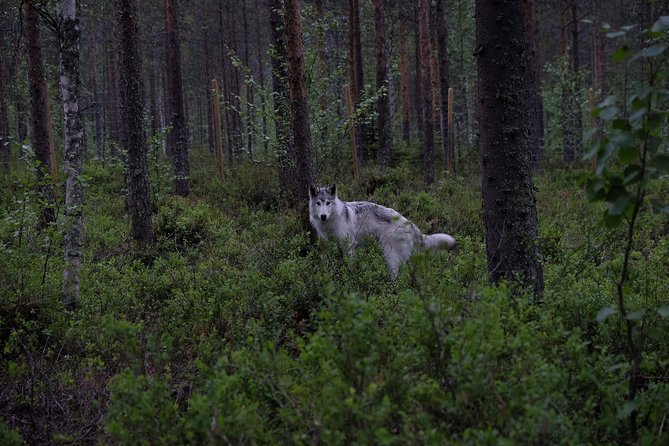 Meet Taivas & the Arctic Wolves - Private Tour - Meeting Taivas and the Arctic wolfdogs
