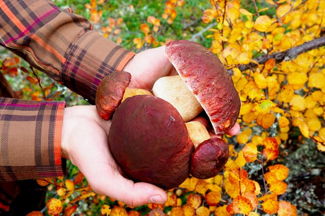 Mushroom Hunting in a National Park - Is $186.22 a Fair Price?
