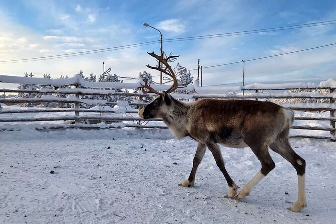 Northern Lights Holiday in Finland - Ice fishing, a Kota lunch, and optional icy bathing