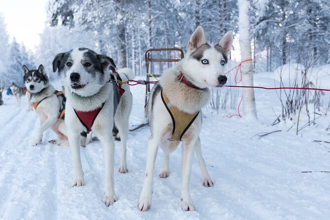 Nulkki Husky Adventure - Key points to know before you go