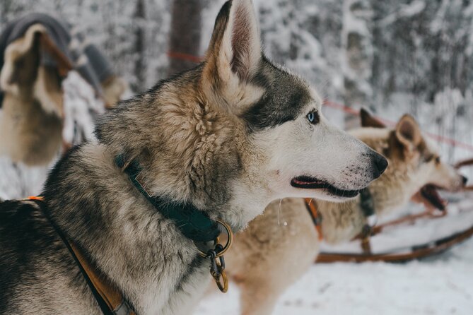Nulkki Husky Adventure - From central Rovaniemi to a private lakeside plot