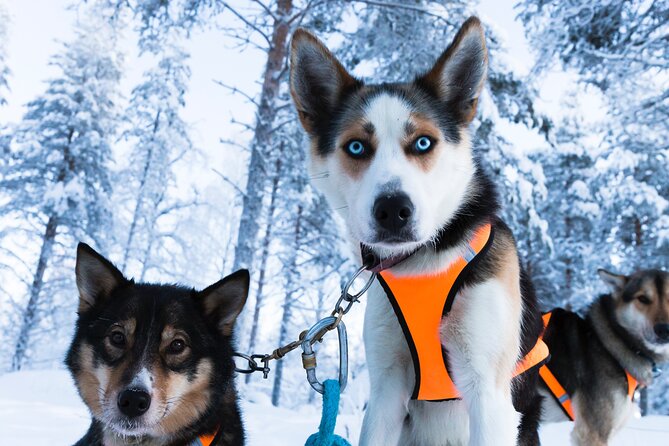 Nulkki Husky Adventure - The Arctic scenery is part of the reward