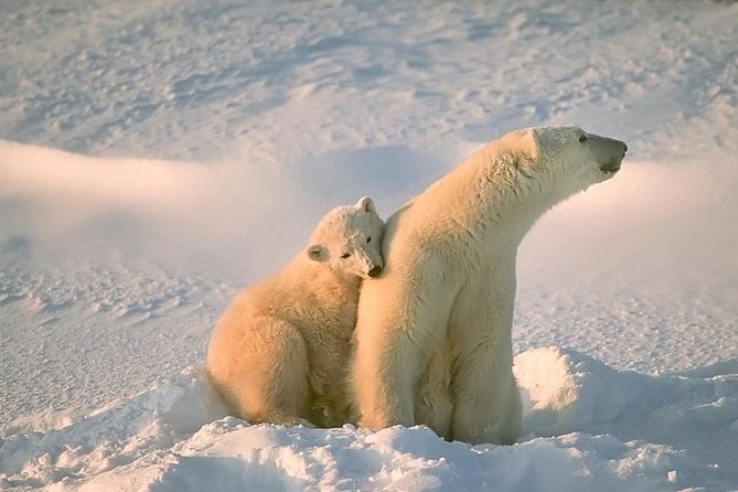 Ounasvaara and Ranua Zoo - Key points to know before booking