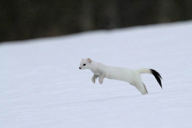 Ounasvaara and Ranua Zoo - Who will enjoy this tour most?