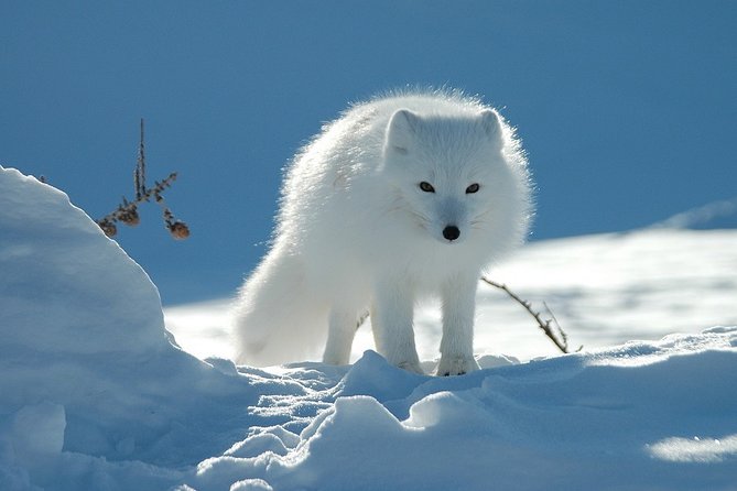 Ounasvaara and Ranua Zoo - Starting in central Rovaniemi