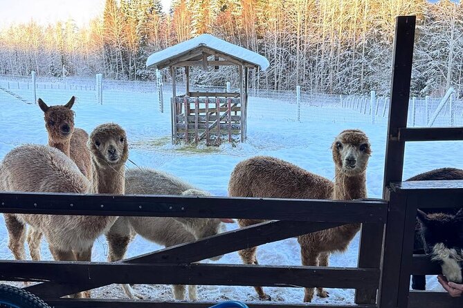 PRIVATE Alpaca Guided Forest Walk + Feeding Helsinki - From Helsinki streets to Klaukkala farm