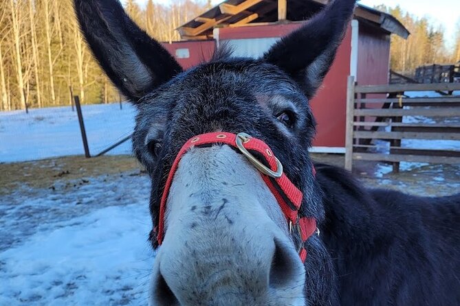 PRIVATE Alpaca Guided Forest Walk + Feeding Helsinki - A private tour that works well for families