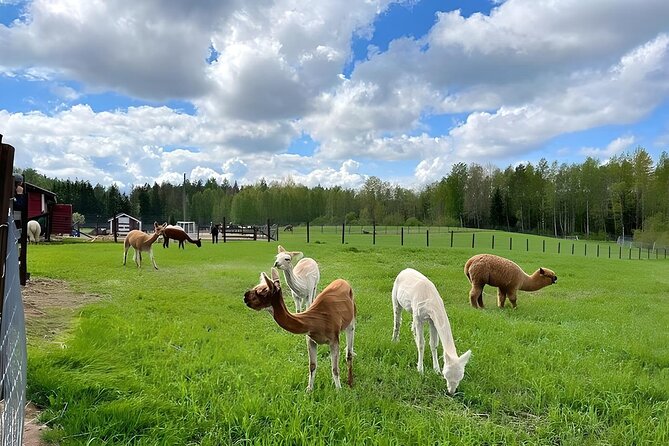 PRIVATE Alpaca Guided Forest Walk + Feeding Helsinki - Photos, animal time, and the value of the visit