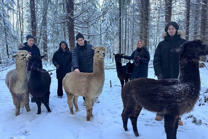 PRIVATE Alpaca Guided Forest Walk + Feeding Helsinki - Who should book the alpaca walk?