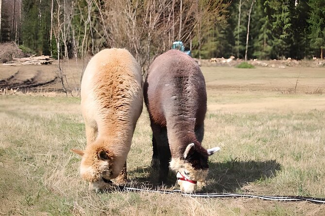 PRIVATE Alpaca Guided Forest Walk + Feeding Helsinki - Should you book this private Helsinki alpaca experience?