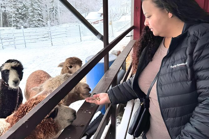 PRIVATE Alpaca Guided Forest Walk + Feeding Helsinki - Feeding the alpacas inside the fences