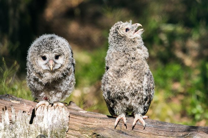 Private Ranua Zoo tour - Should you book the private Ranua Zoo tour?