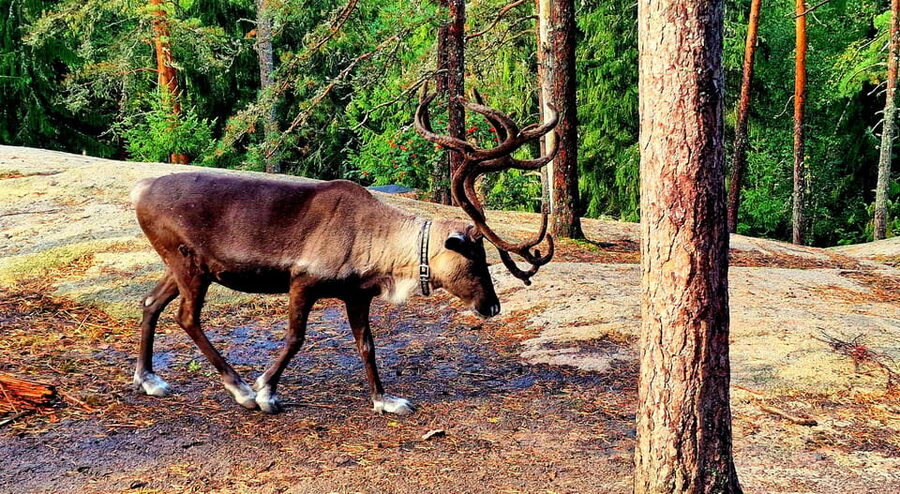 PRIVATE Reindeer Park Adventure by VIP Car - Feeding, petting, and photographing the animals
