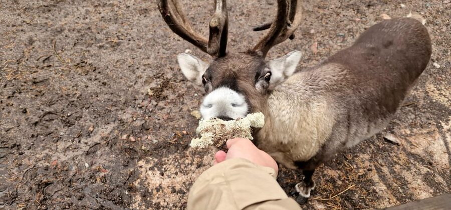 PRIVATE Reindeer Park Adventure by VIP Car - Practical details that matter