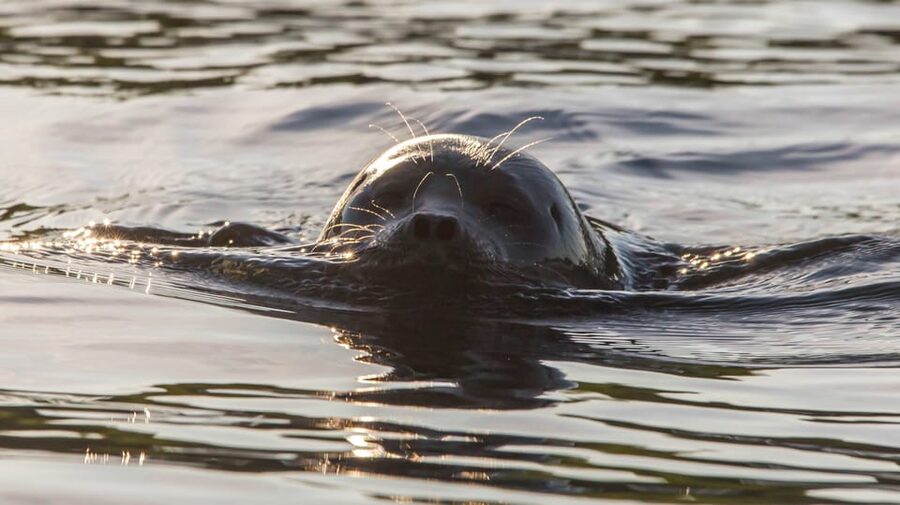 Puumala: Lake Saimaa Seal Watching Cruise - Key points before you book