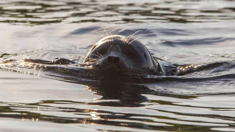 Puumala: Lake Saimaa Seal Watching Cruise - The first stretch through the Puumala archipelago