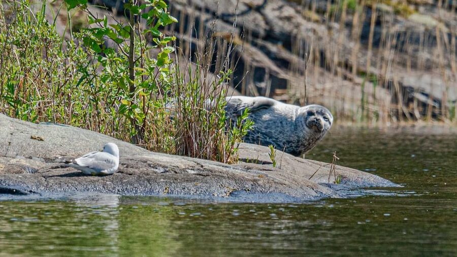 Puumala: Lake Saimaa Seal Watching Cruise - The best months for seals on the rocks