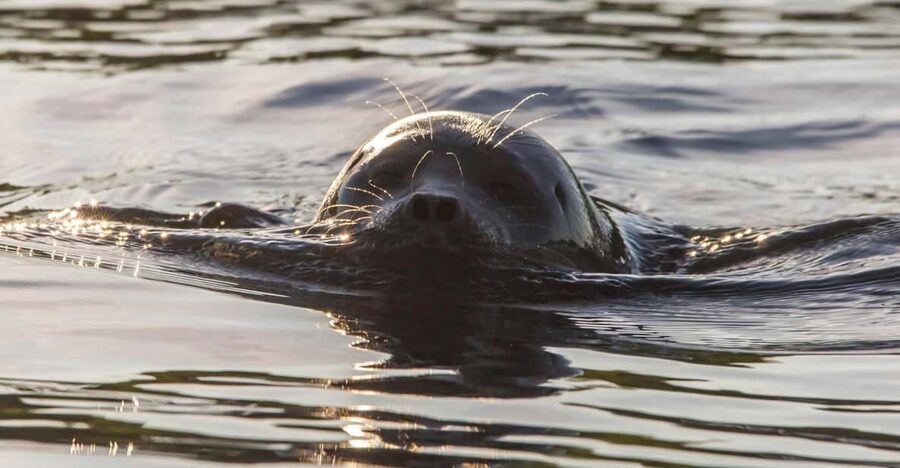 Puumala: Lake Saimaa Seal Watching Cruise - What changes from late June into August