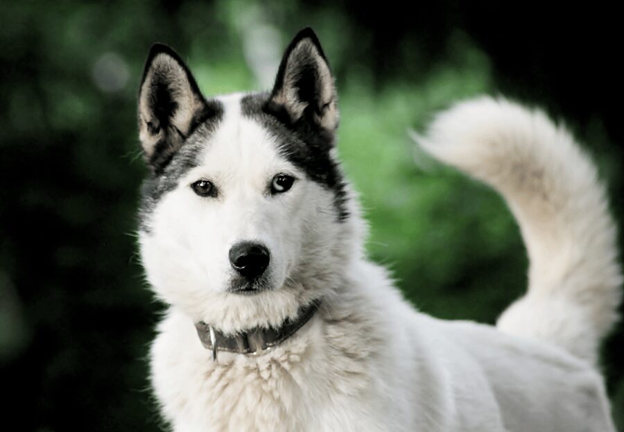 Pyhätunturi: Husky Safari including Farm Visit - Key things to know before booking