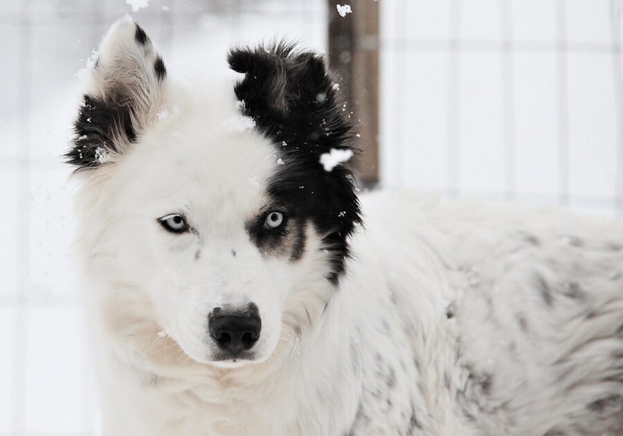 Pyhätunturi: Husky Safari including Farm Visit - The 30-minute sled ride through the snow