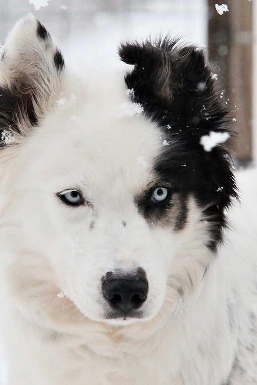Pyhätunturi: Husky Safari including Farm Visit - Clothing matters more than the calendar
