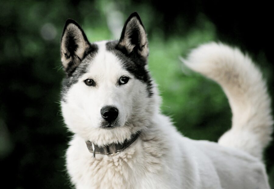 Pyhätunturi: Husky Safari including Farm Visit - Languages, timing, and practical planning