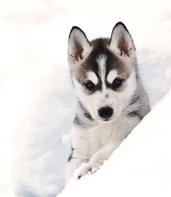 Pyhätunturi: Husky Safari including Farm Visit - Meeting the huskies before the ride