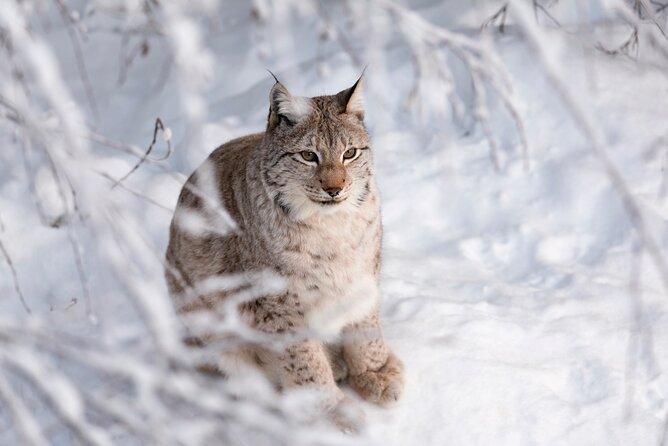 Ranua Wildlife Park Day : Visit the Arctic Animals! - Why Ranua is different from a standard city zoo