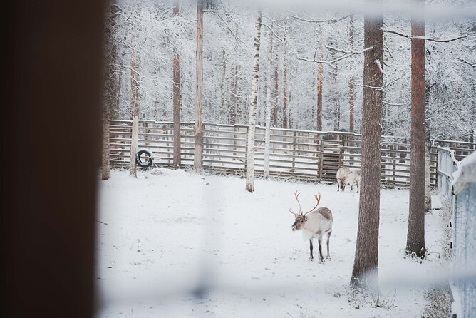 Ranua Wildlife Park Day : Visit the Arctic Animals! - Arctic foxes, brown bears, and wild forest reindeer