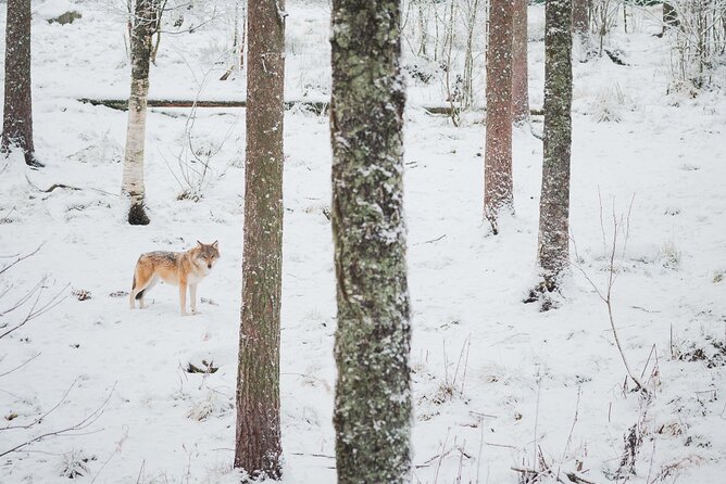 Ranua Wildlife Park Day : Visit the Arctic Animals! - What the guide adds to the day