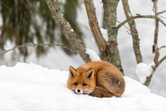 Ranua Wildlife Park Day : Visit the Arctic Animals! - Is $151.78 a fair price?