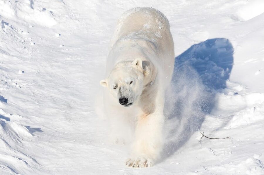Ranua: Wildlife Park Entrance Ticket - Why Ranua feels different from a standard zoo