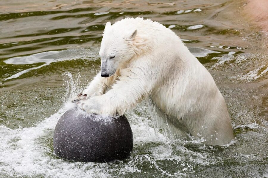 Ranua: Wildlife Park Entrance Ticket - Enclosures that let you watch without rushing