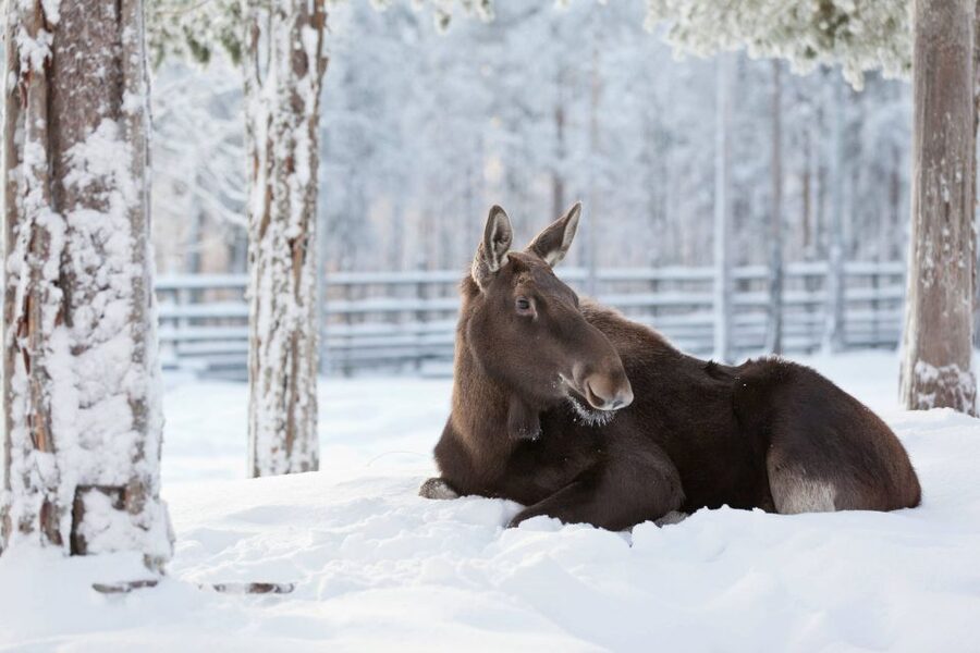 Ranua: Wildlife Park Experience with Buffet Lunch - Entering the winter wildlife park
