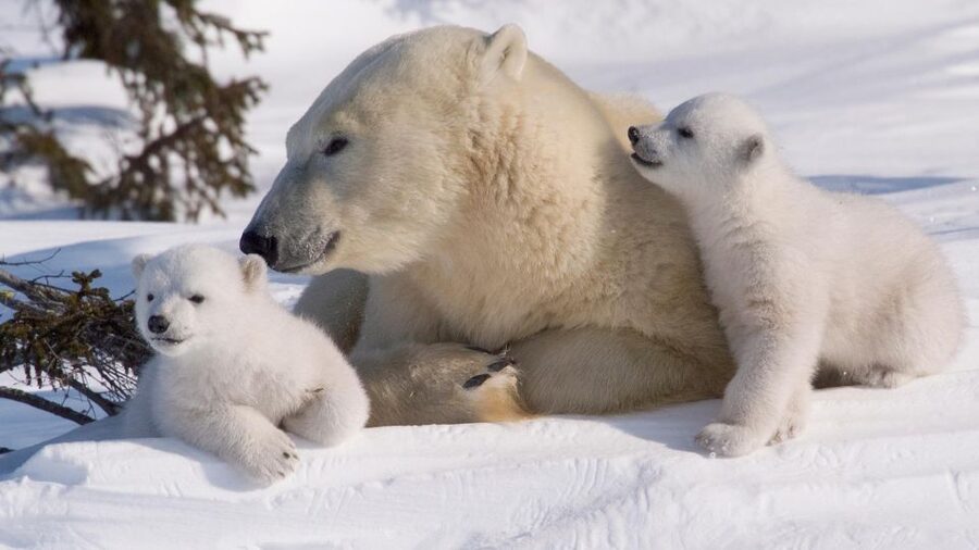 Ranua: Wildlife Park Experience with Buffet Lunch - Arctic animals, with some patience required