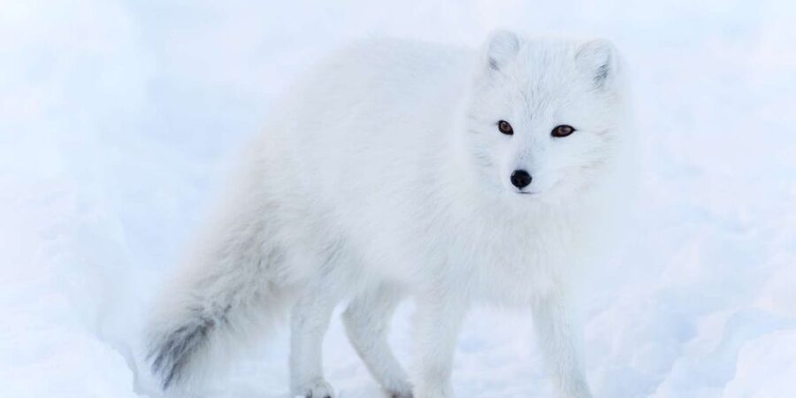 Ranua: Wildlife Park Experience with Buffet Lunch - Hotel pickup from the Rovaniemi area