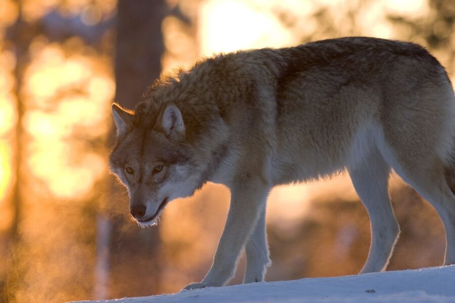 Ranua Wildlife Park Guided Tour from Rovaniemi - Key points to know before you book