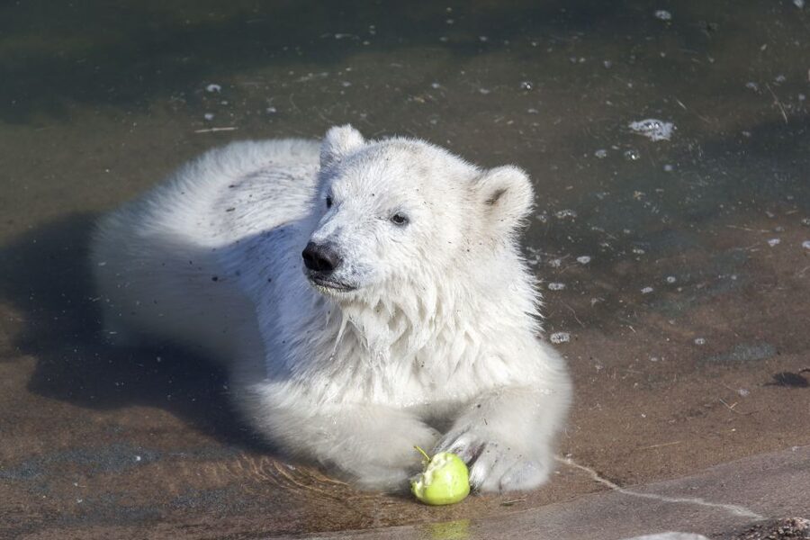 Ranua Wildlife Park Guided Tour from Rovaniemi - Why Ranua Wildlife Park is worth the drive