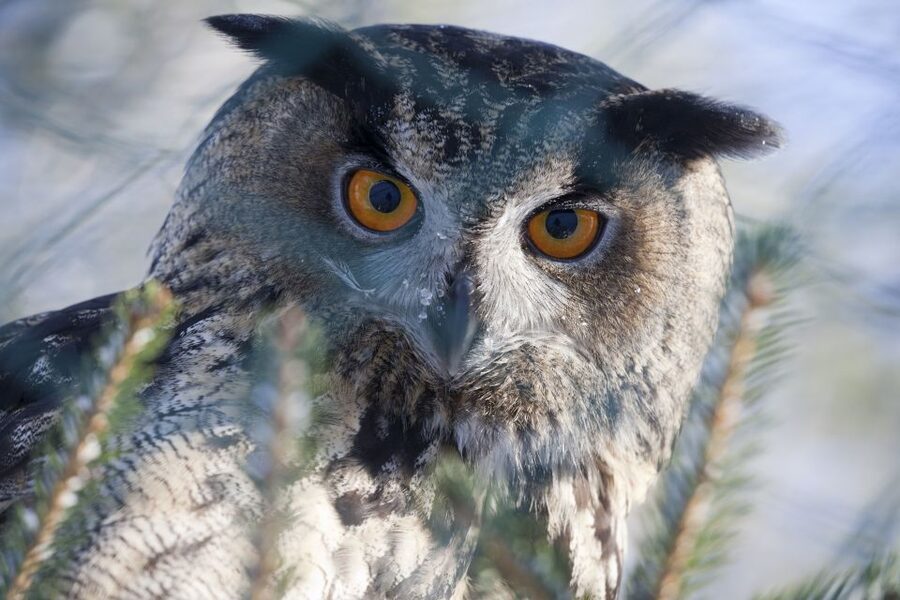Ranua Wildlife Park Guided Tour from Rovaniemi - Walking through the Arctic animal enclosures