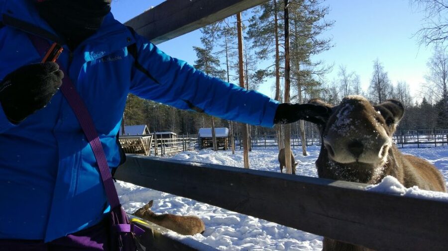 Ranua Wildlife Park Guided Tour from Rovaniemi - Polar bears, brown bears, lynx, and musk ox