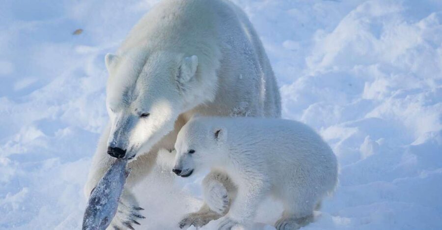Ranua Wildlife Park Guided Tour from Rovaniemi - Coffee, lunch, and the Fazer sweets shop