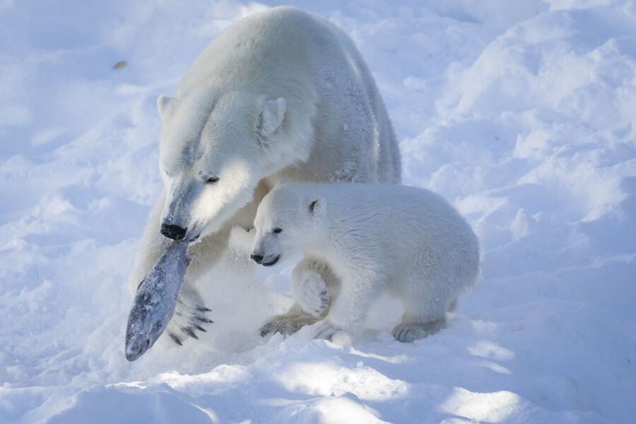 Ranua Wildlife Park Guided Tour from Rovaniemi - Who will enjoy this tour most