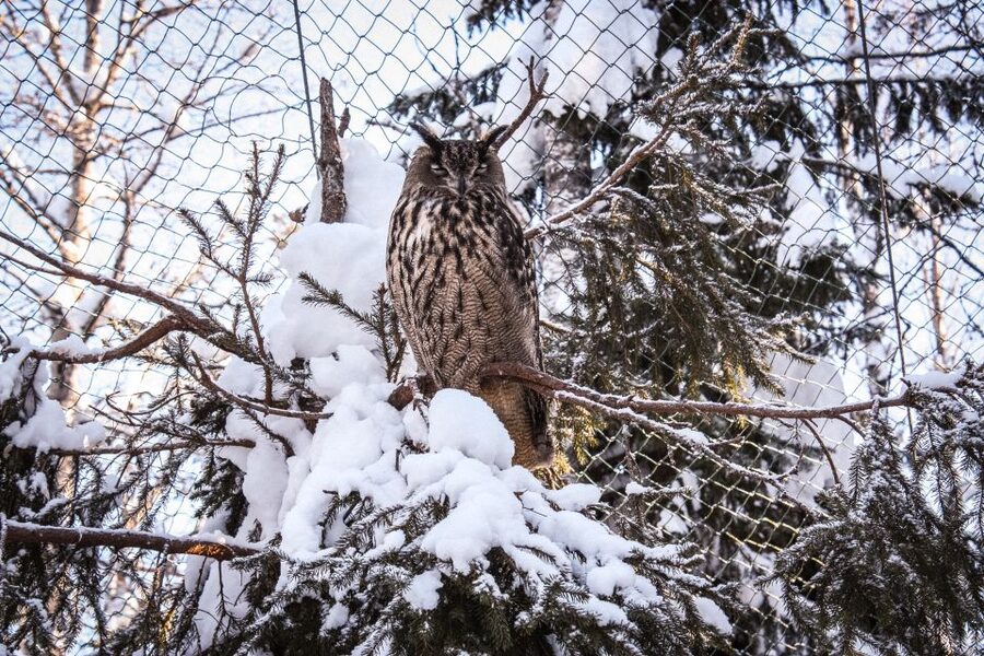 Ranua Wildlife Park Guided Tour from Rovaniemi - Clothing and practical preparation