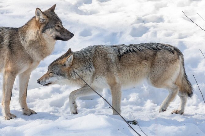 Ranua Zoo Family Tour from Rovaniemi - Transport, group size, and the small-group question