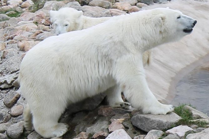 Ranua Zoo Family Tour from Rovaniemi - Pickup details and cancellation flexibility
