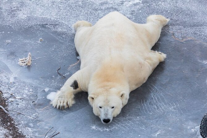 Ranua Zoo Family Tour from Rovaniemi - Why the animals can be different in winter